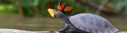 Tajna neobične simbioze - zašto leptiri piju suze kornjača