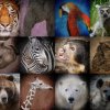 Ugrožene životinjske vrste (VI) - Afrika